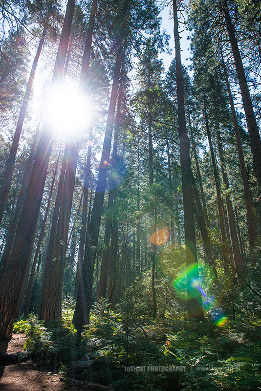 Yosemite National Park