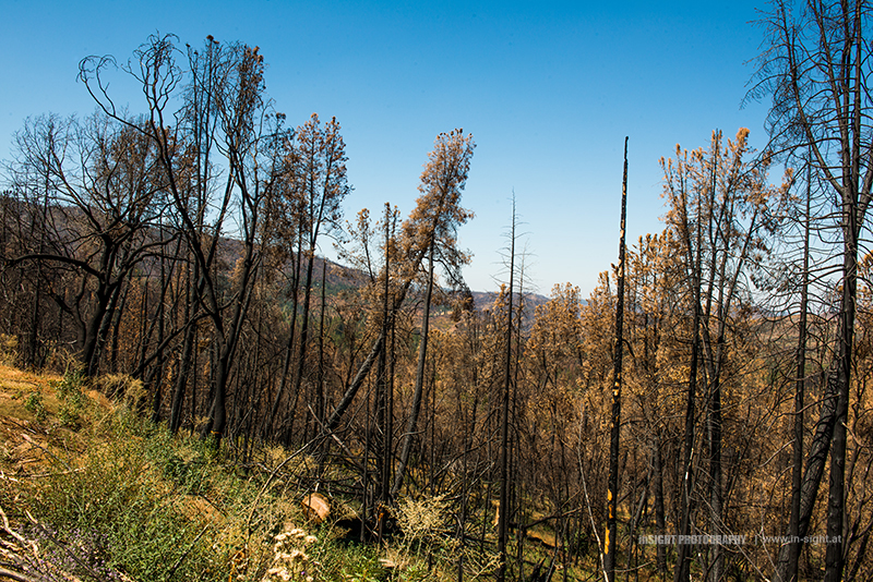 Burned trees