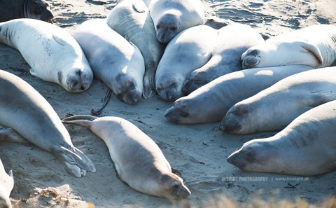 Sea Lions at Hirst Castle