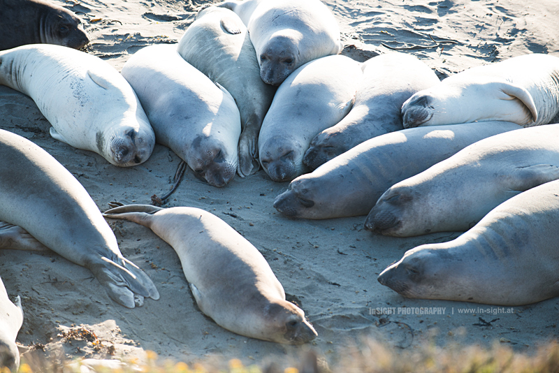 Sea Lions at Hirst Castle