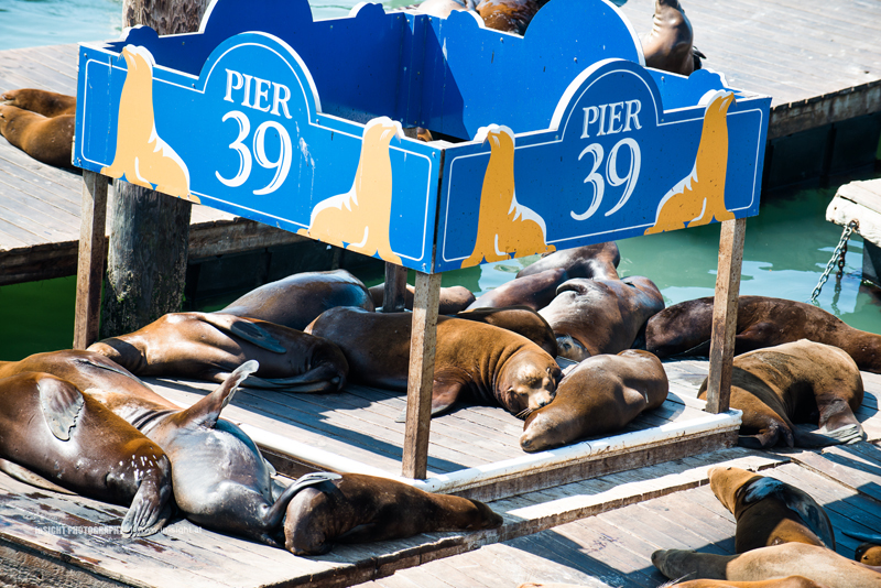 Sea Lions at Pier 39