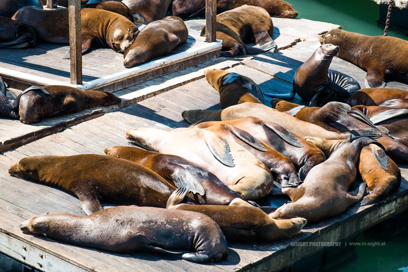 Sea Lions at Pier 39