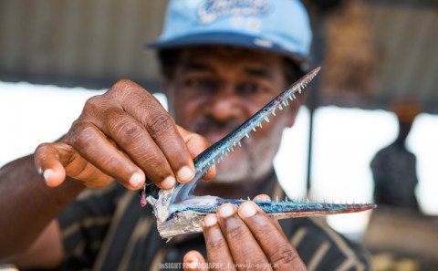 Scull of a Barracuda