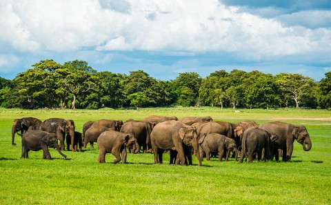 Elephants in Minneryia National Park